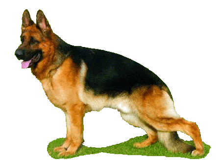 perro1.gif