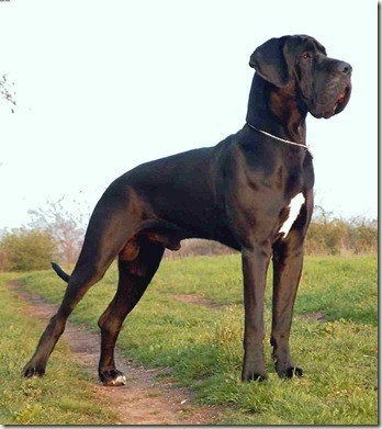 gran danes