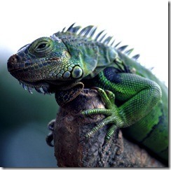 Iguana