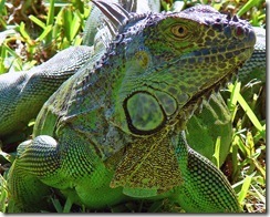 Iguana2