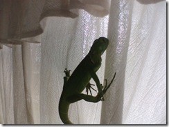 Iguana3