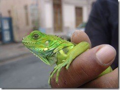 Iguanita
