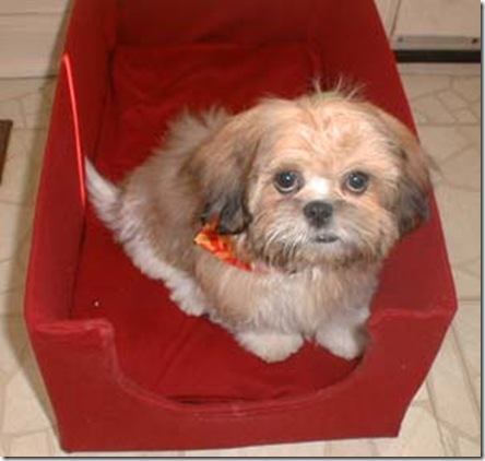 shihtzu_barnard