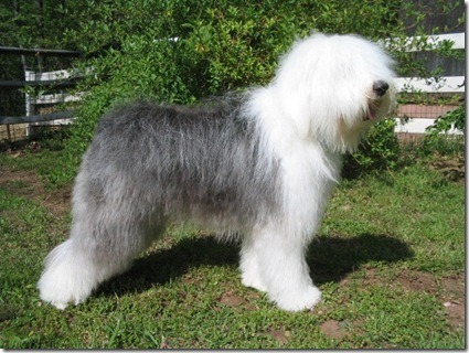 bobtail
