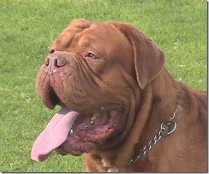dogoburdeosadulto