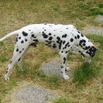 foto-perro-dalmata-13