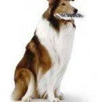 lassie