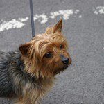 yorkshire-terrier-1