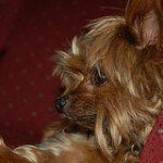 yorkshire-terrier-10