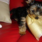 yorkshire-terrier-12