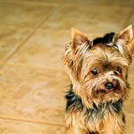 yorkshire-terrier-13