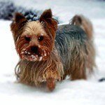 yorkshire-terrier-2