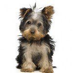 yorkshire-terrier-4