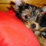yorkshire-terrier-5