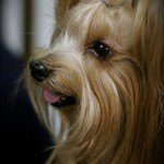 yorkshire-terrier-6