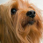 yorkshire-terrier-8