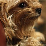 yorkshire-terrier-9