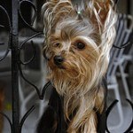 yorkshire-terrier11