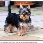 yorkshire-terrier3