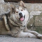 alaskan-malamute-1