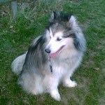 alaskan-malamute-10