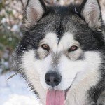 alaskan-malamute-2