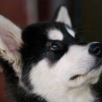 alaskan-malamute-3