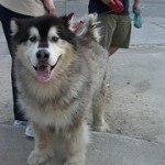 alaskan-malamute-4