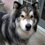 alaskan-malamute-5