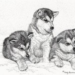 alaskan-malamute-6