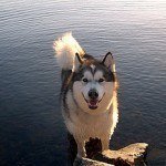 alaskan-malamute-7