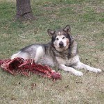 alaskan-malamute-8