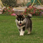 alaskan-malamute-9