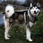 alaskanmalamute.jpg