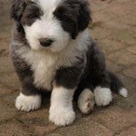 bearded-collie-1