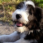 bearded-collie-10