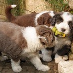 bearded-collie-2