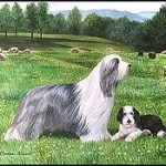 bearded-collie-3
