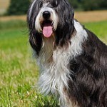 bearded-collie-4