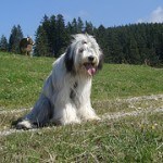 bearded-collie-5