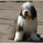 bearded-collie-6