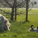 bearded-collie-7