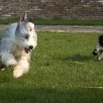 bearded-collie-8