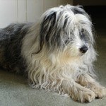 bearded-collie-9