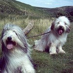 beardedcollie-thumb.jpg