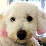 bichon-frise-1