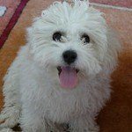 bichon-frise-10