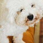 bichon-frise-2