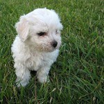 bichon-frise-3