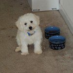 bichon-frise-4